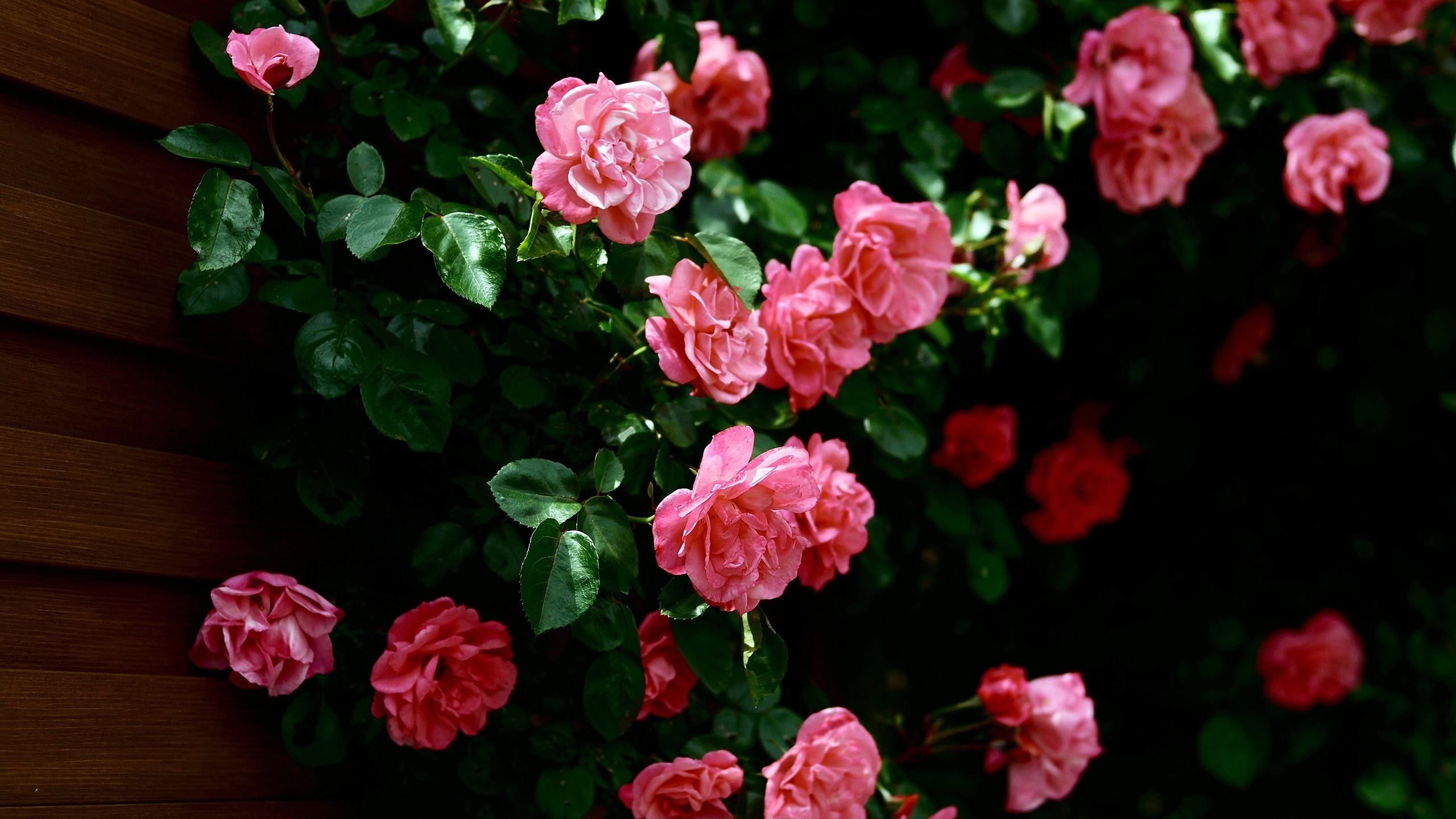 fond d'écran floral hd,fleur,plante à fleurs,roses de jardin,rose,rose