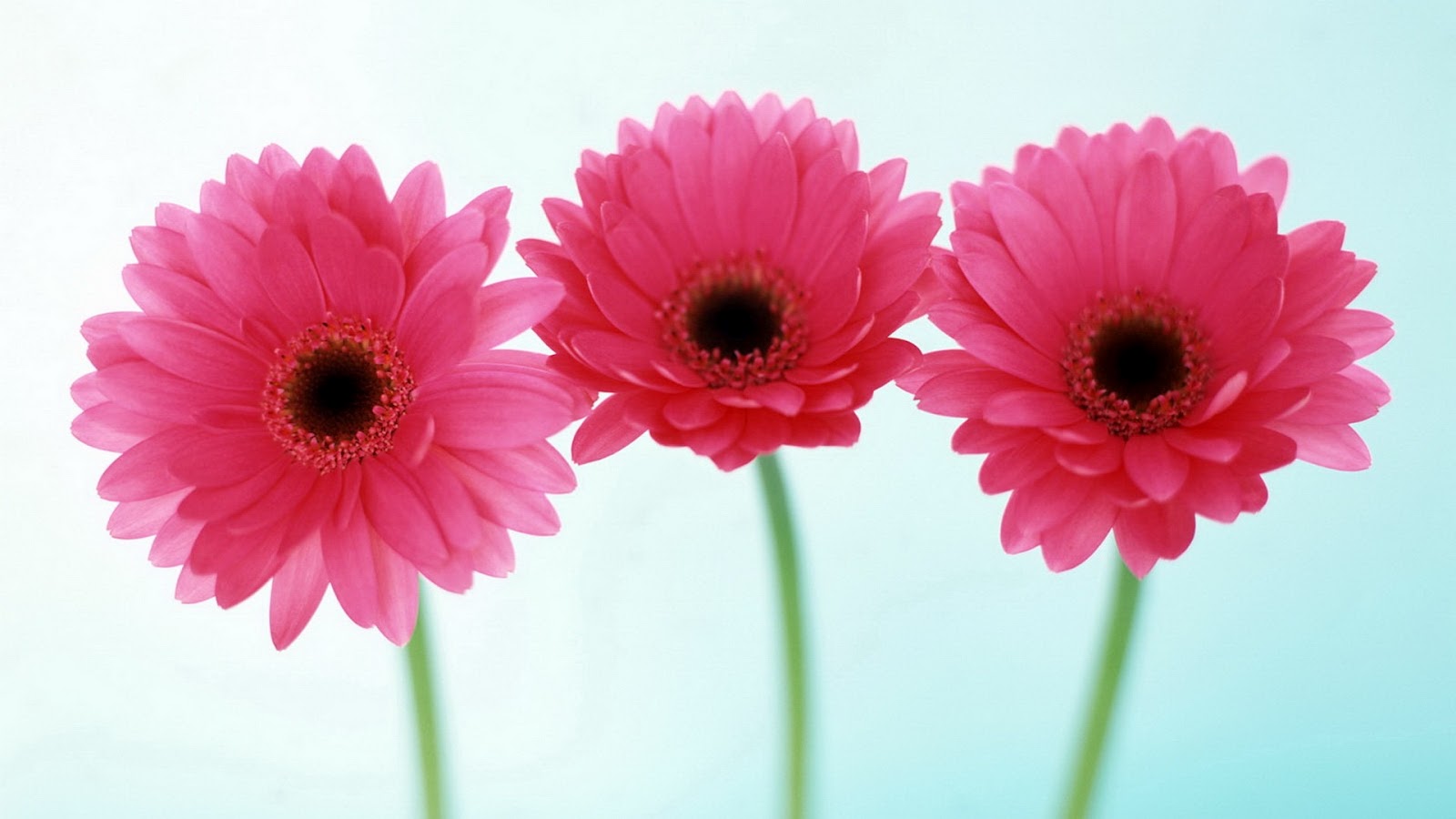 papel tapiz floral hd,flor,planta floreciendo,margarita barberton,gerbera,rosado