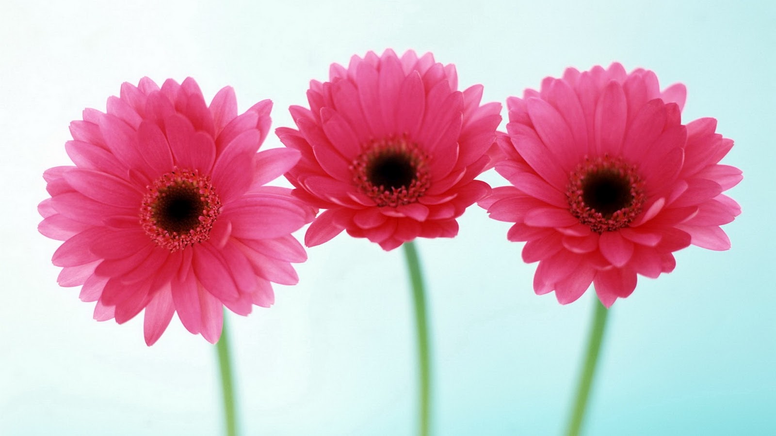 fond d'écran floral hd,fleur,plante à fleurs,marguerite de barberton,gerbera,rose