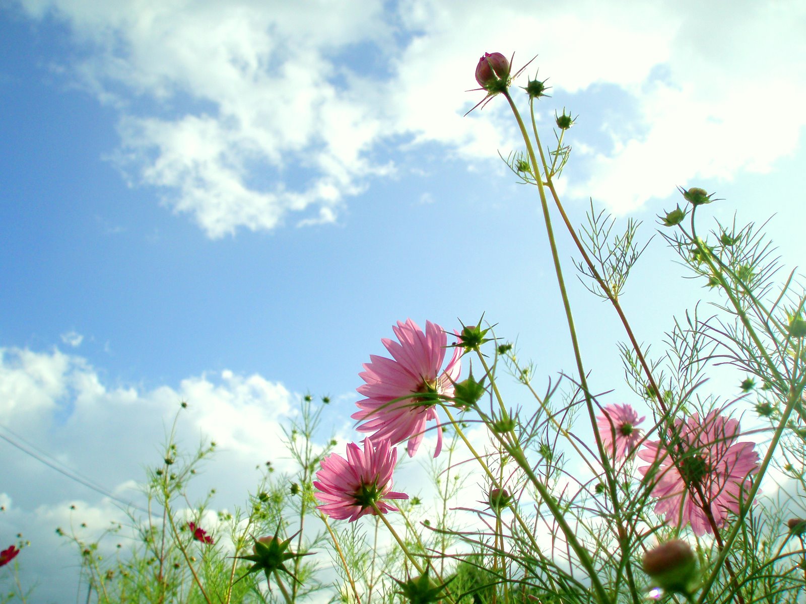 flower background wallpaper,flower,flowering plant,plant,nature,garden cosmos