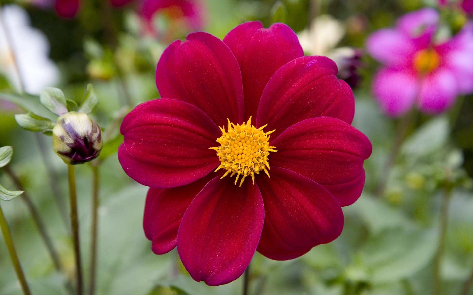 フルhdの花の壁紙,花,開花植物,花弁,工場,デイジーファミリー