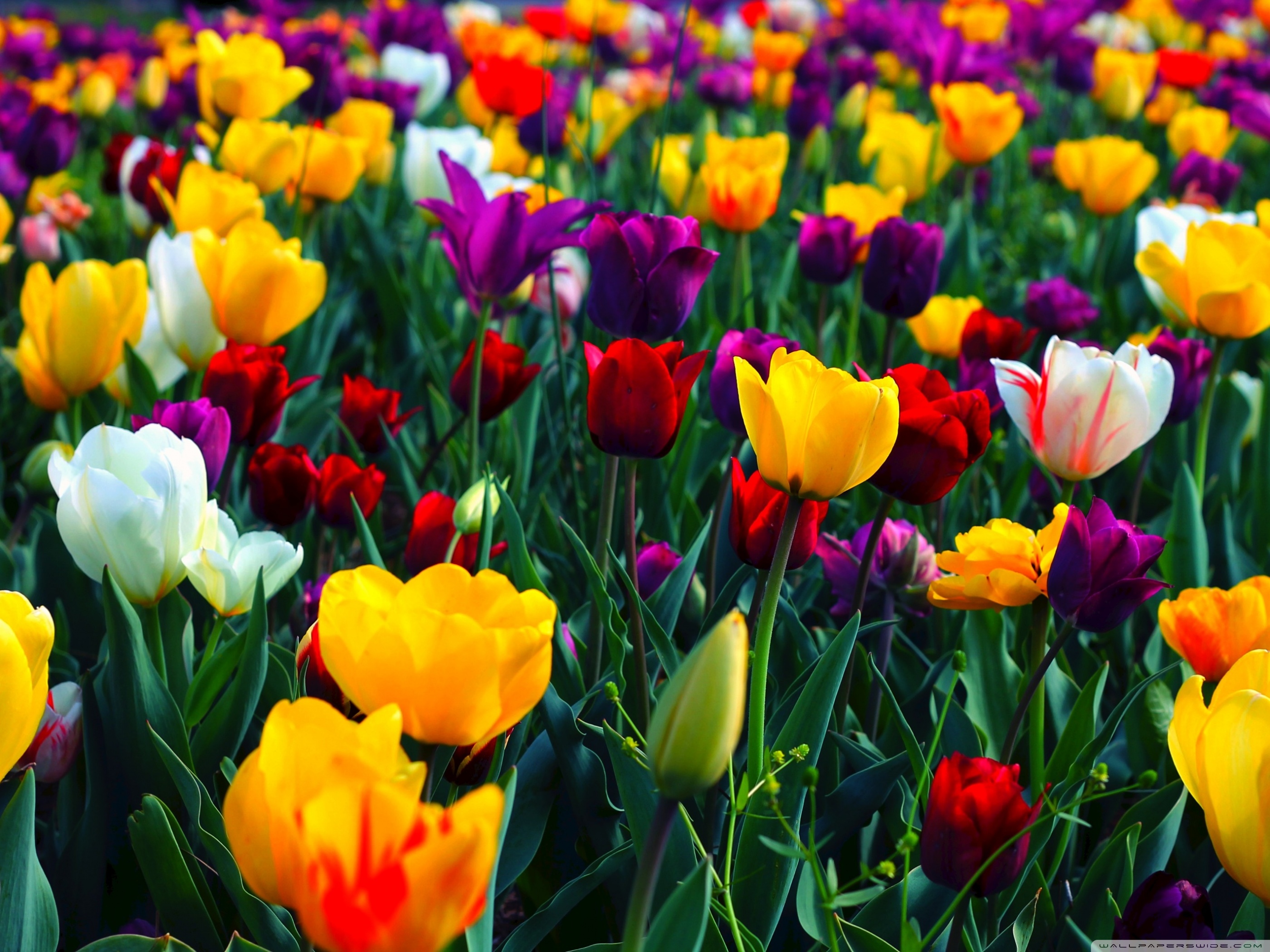 carta da parati fiore full hd,fiore,pianta fiorita,petalo,tulipano,giallo