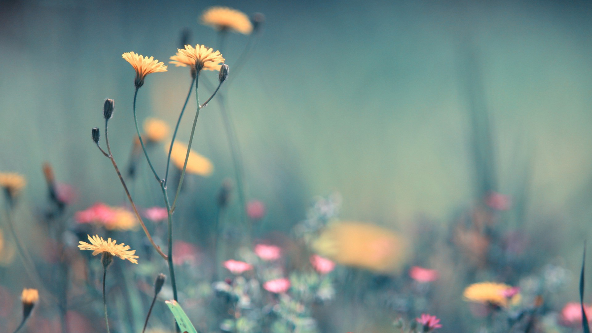 fondo de pantalla full hd flower,flor,naturaleza,verde,planta,flor silvestre