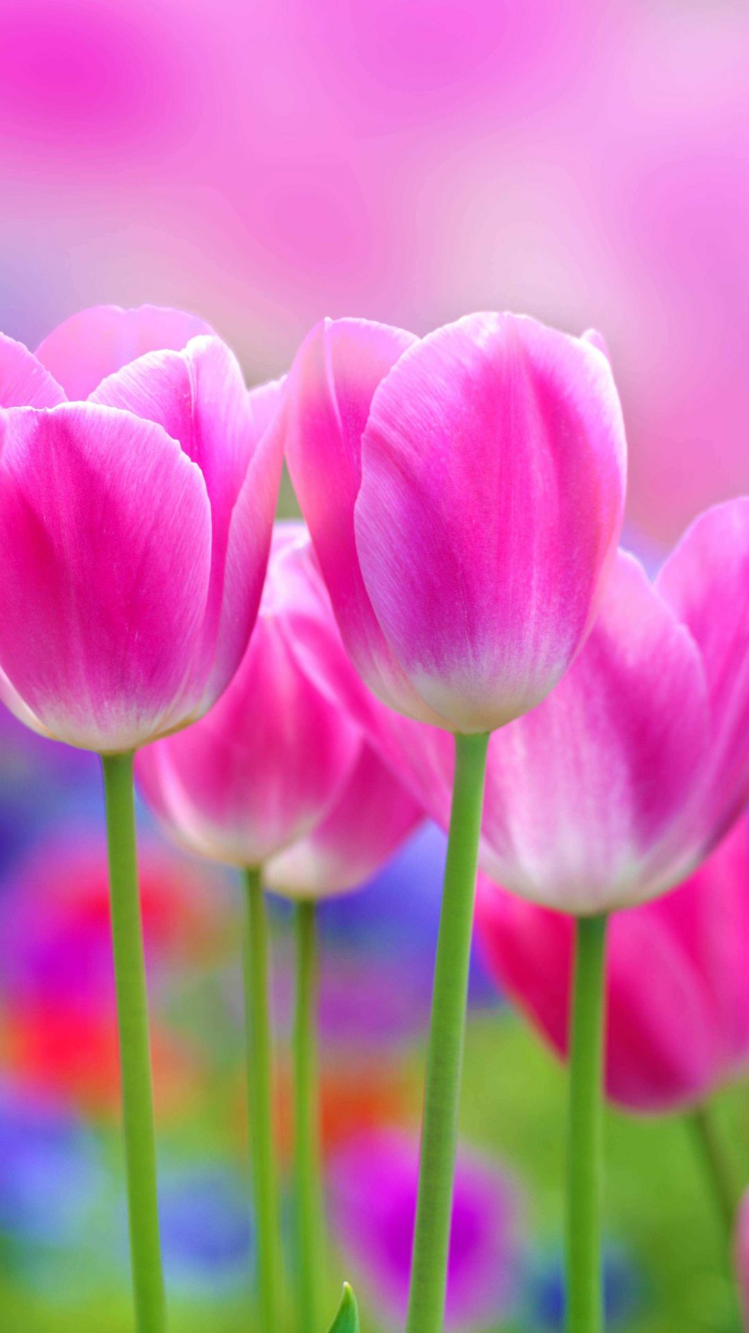 carta da parati fiore full hd,fiore,pianta fiorita,petalo,tulipano,rosa