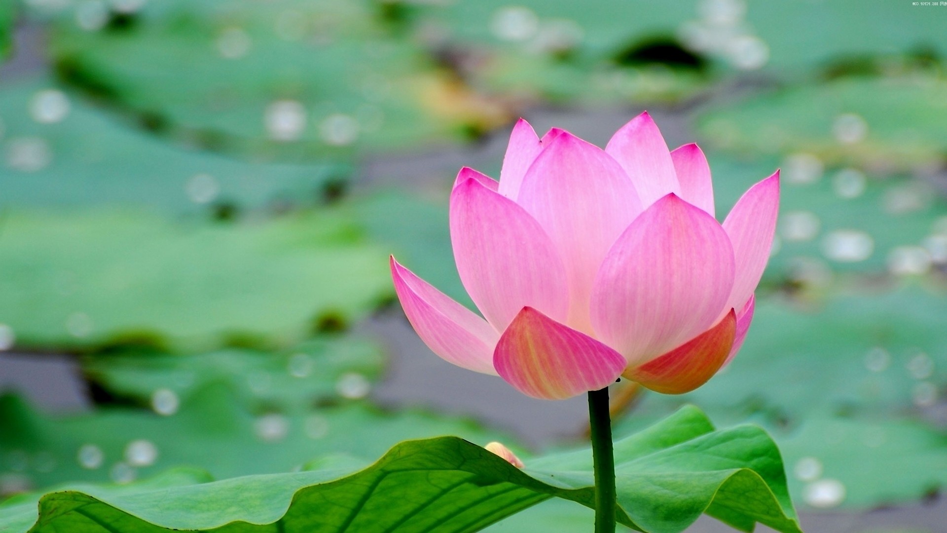 fond d'écran fleur pleine hd,fleur,lotus,lotus sacré,plante à fleurs,famille de lotus