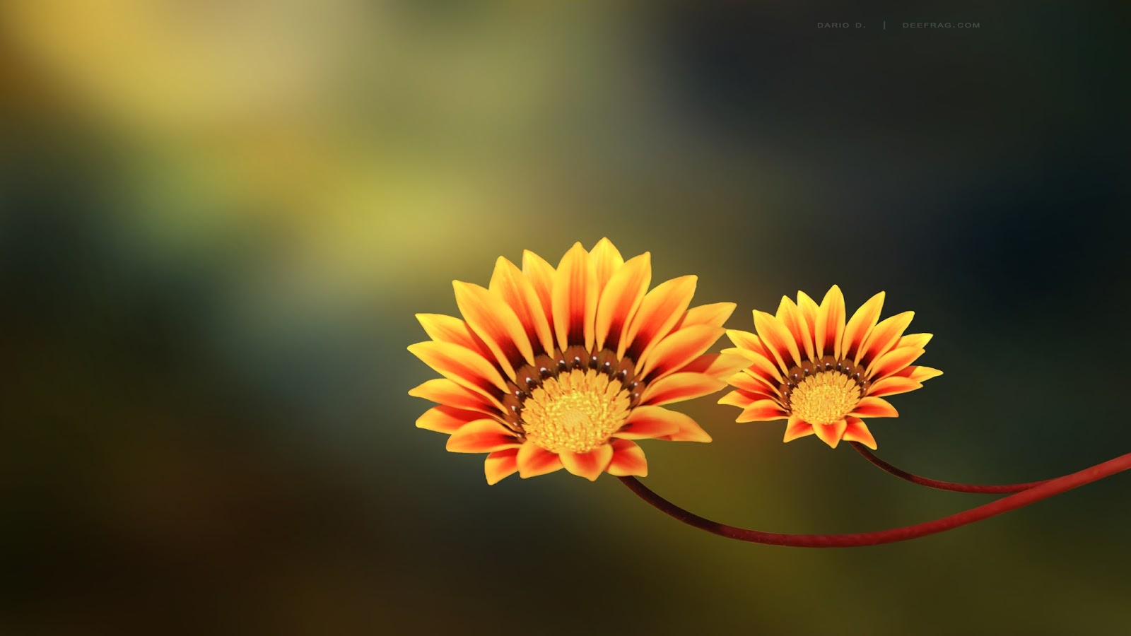 full hd flower wallpaper,flower,nature,yellow,plant,petal