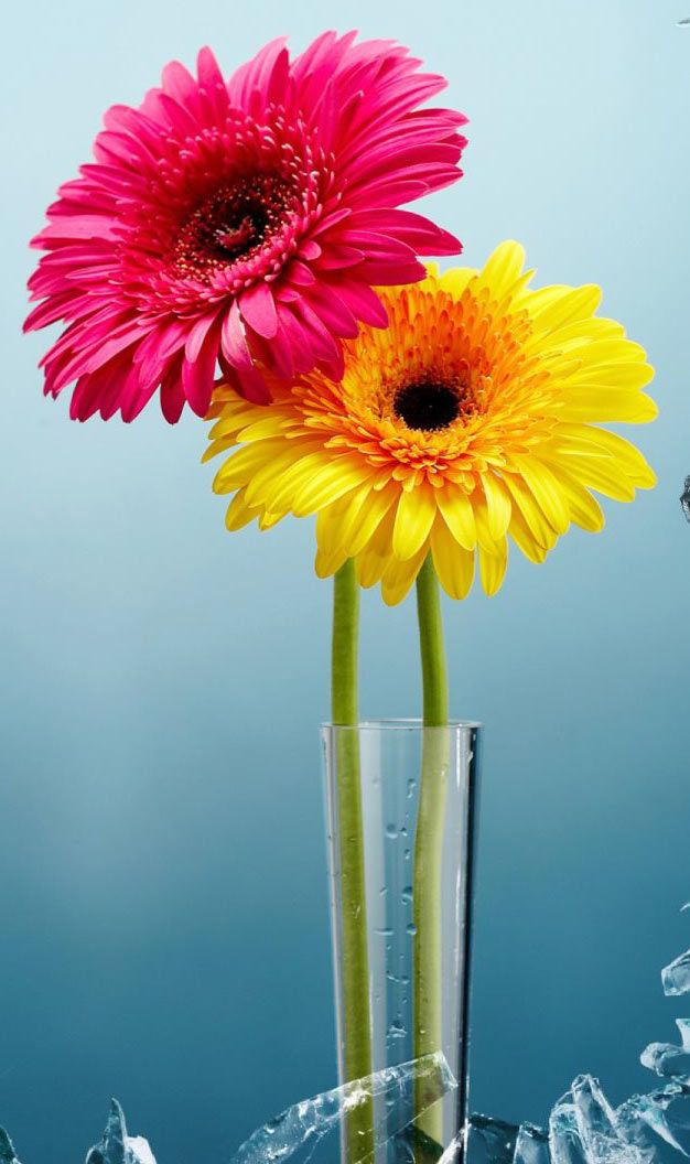 full hd flower wallpaper,flowering plant,barberton daisy,gerbera,flower,cut flowers