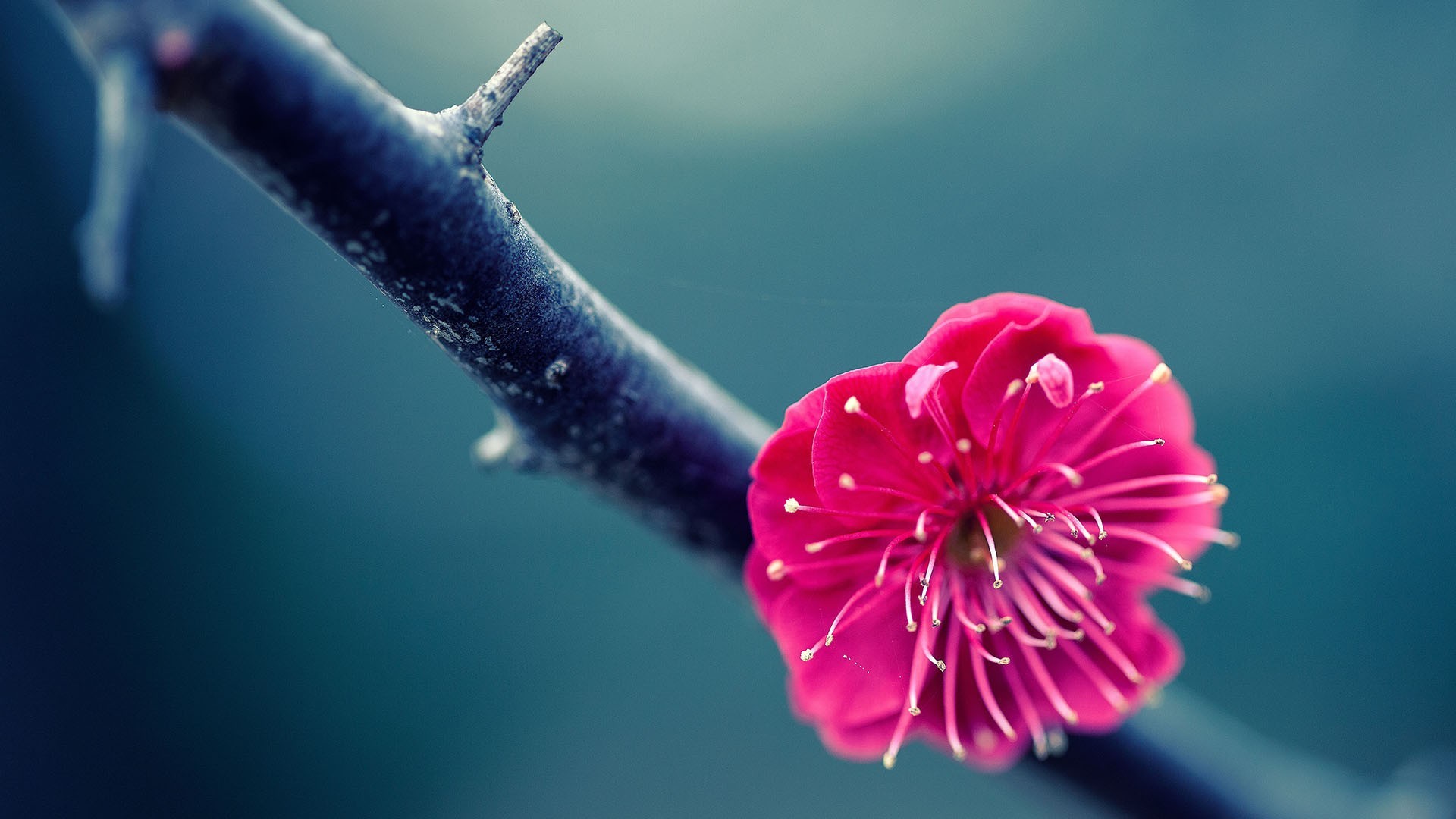 fondo de pantalla full hd flower,flor,rosado,agua,fotografía macro,planta