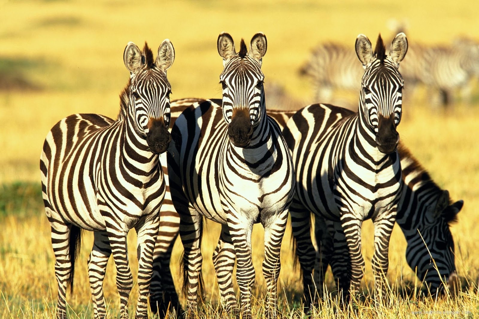 zebra tapete,zebra,landtier,tierwelt,wiese,savanne