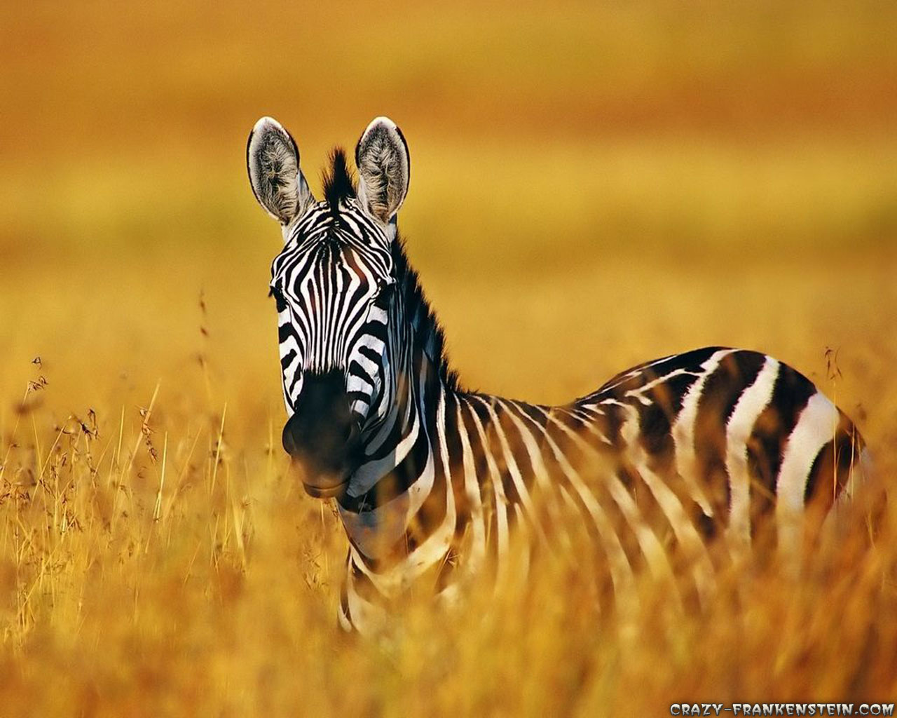 zebra wallpaper,zebra,mammal,wildlife,terrestrial animal,vertebrate