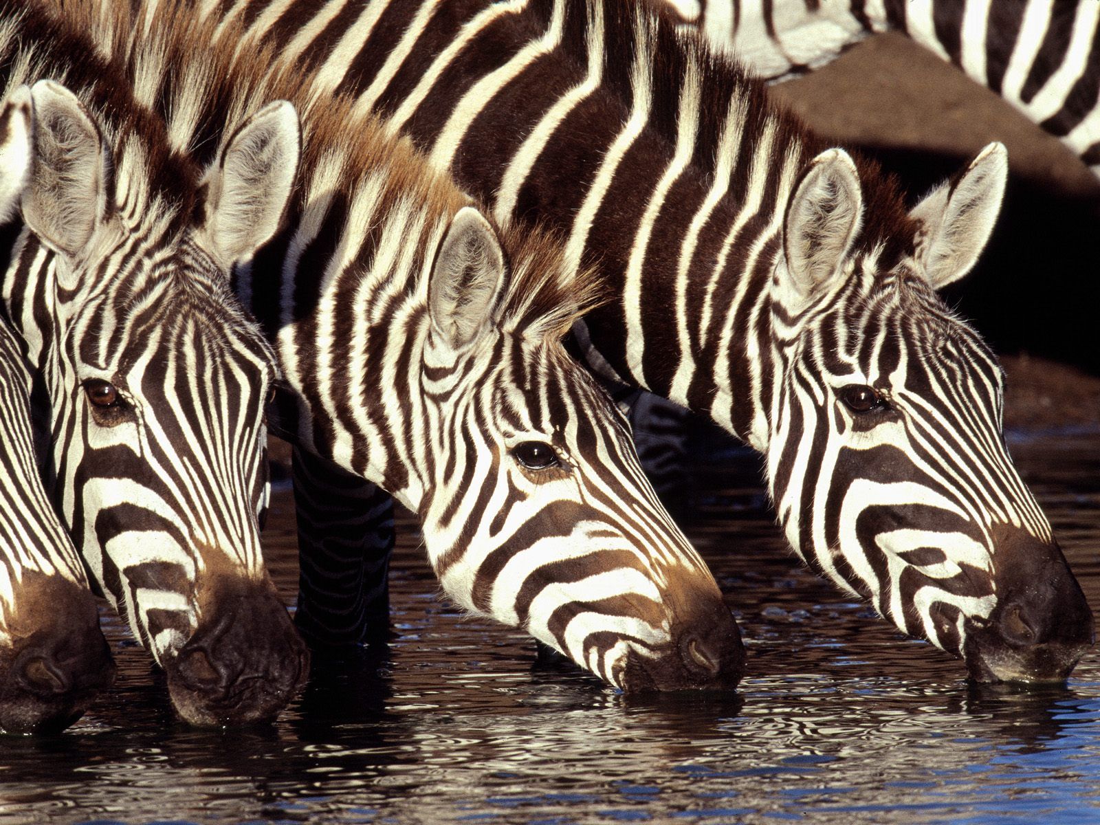 zebra tapete,zebra,landtier,tierwelt,herde,wasser