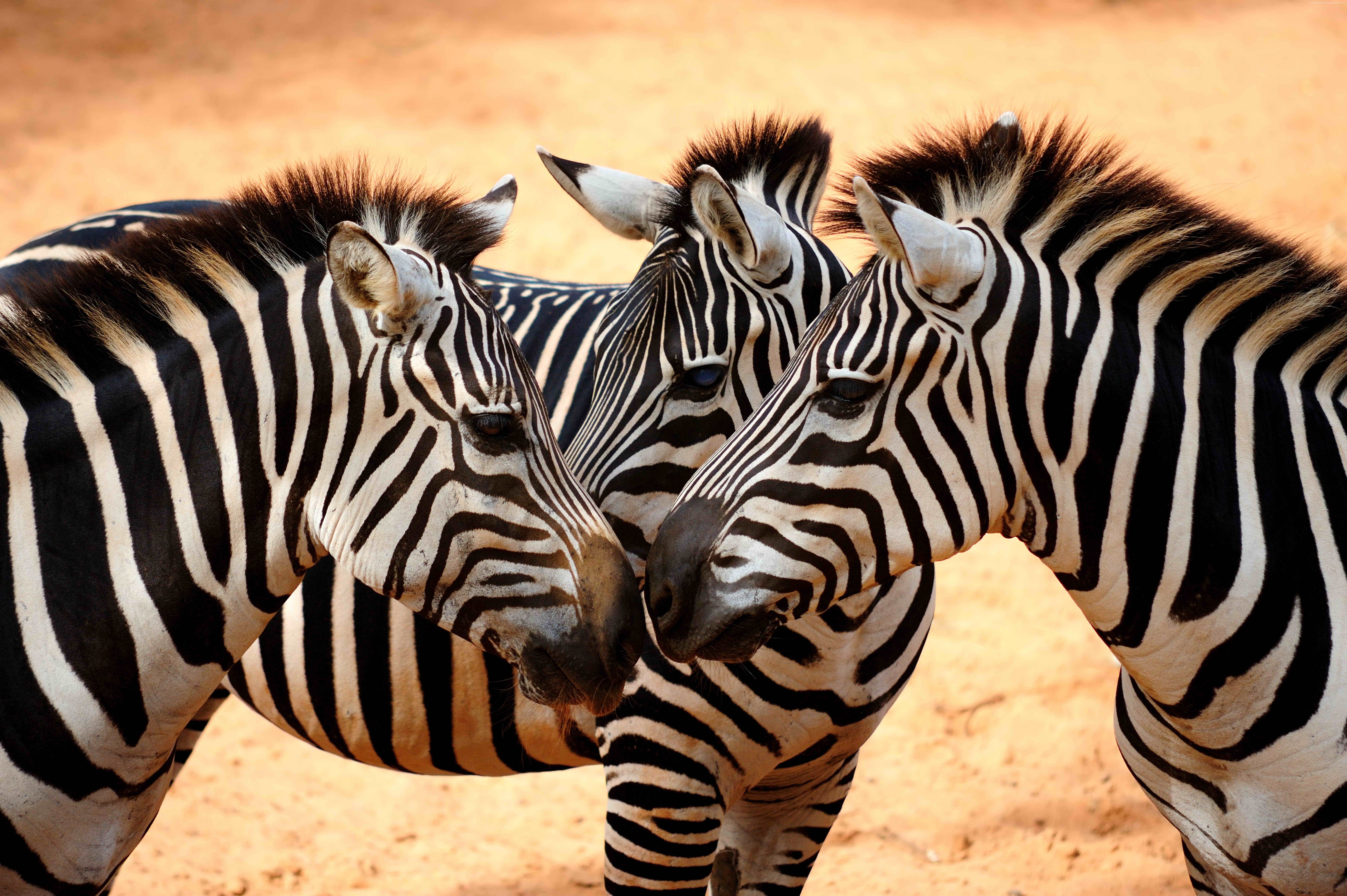 zebra wallpaper,zebra,terrestrial animal,wildlife,mammal,vertebrate
