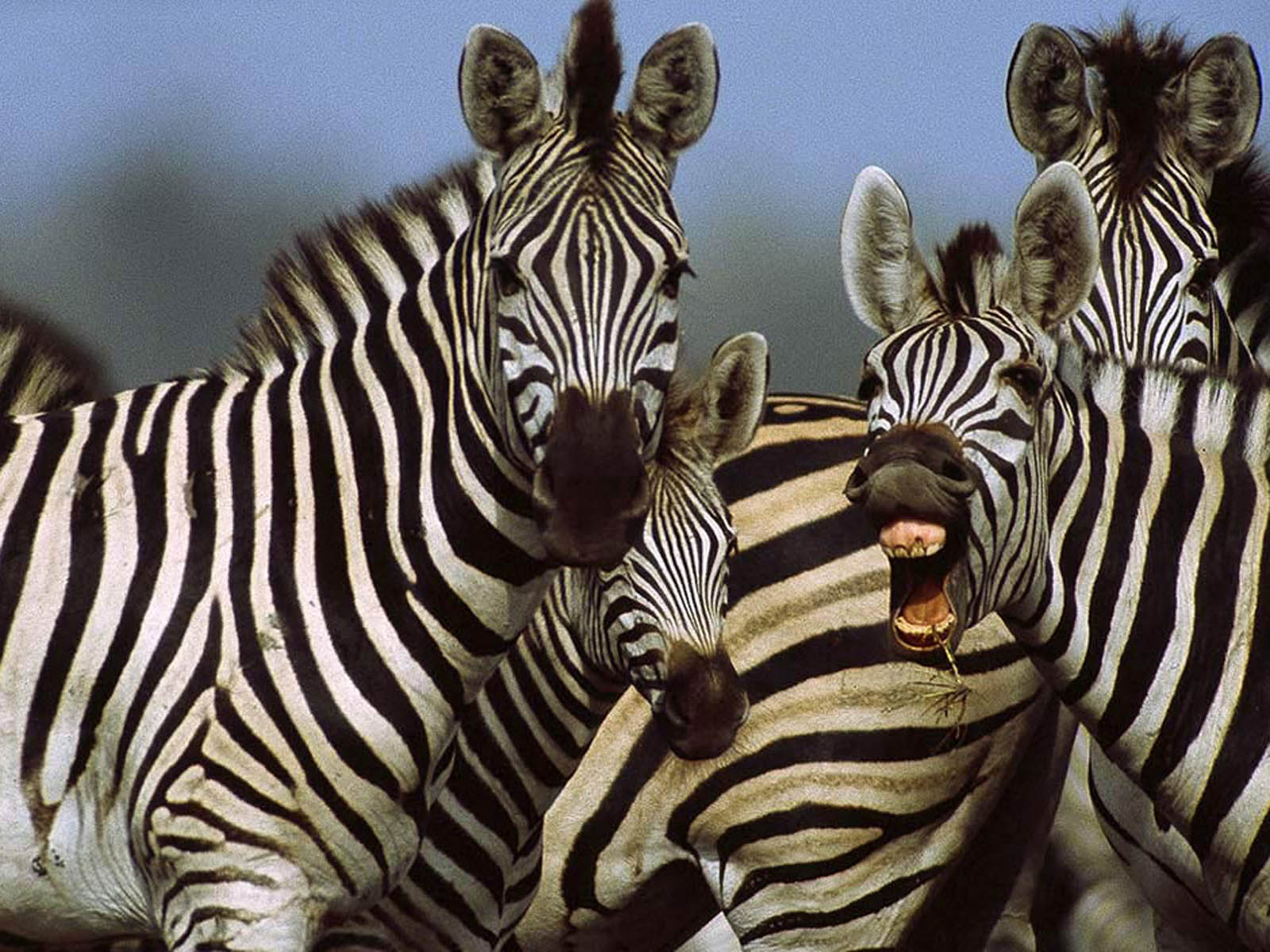 carta da parati zebra,zebra,animale terrestre,natura,mandria,safari