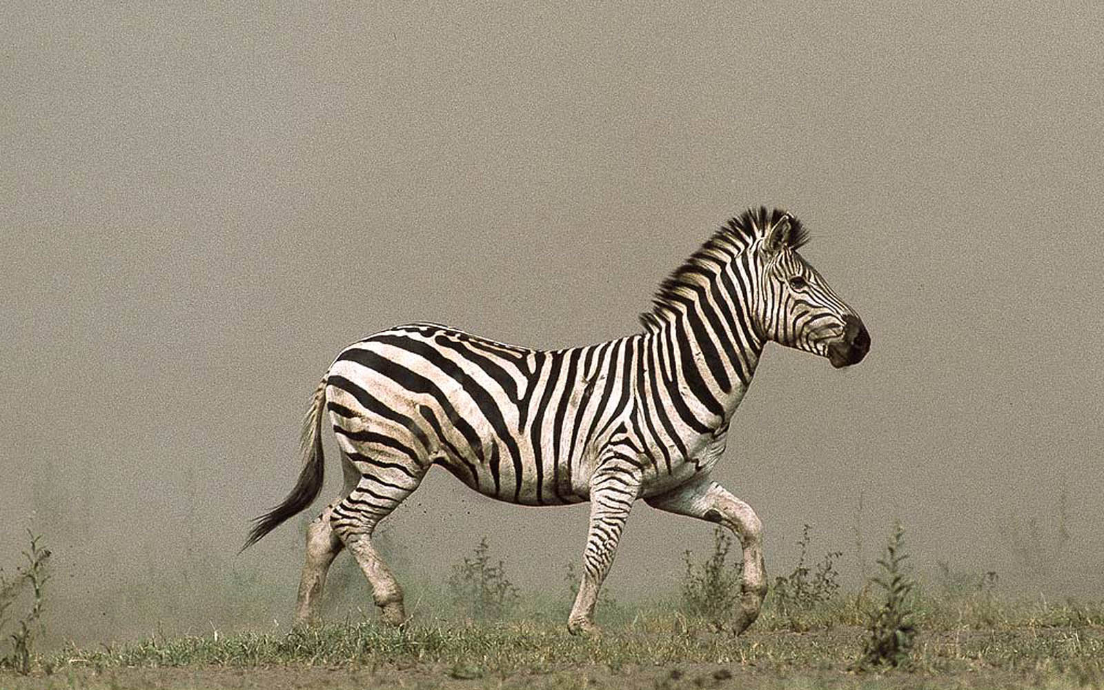 carta da parati zebra,zebra,animale terrestre,natura,prateria,criniera