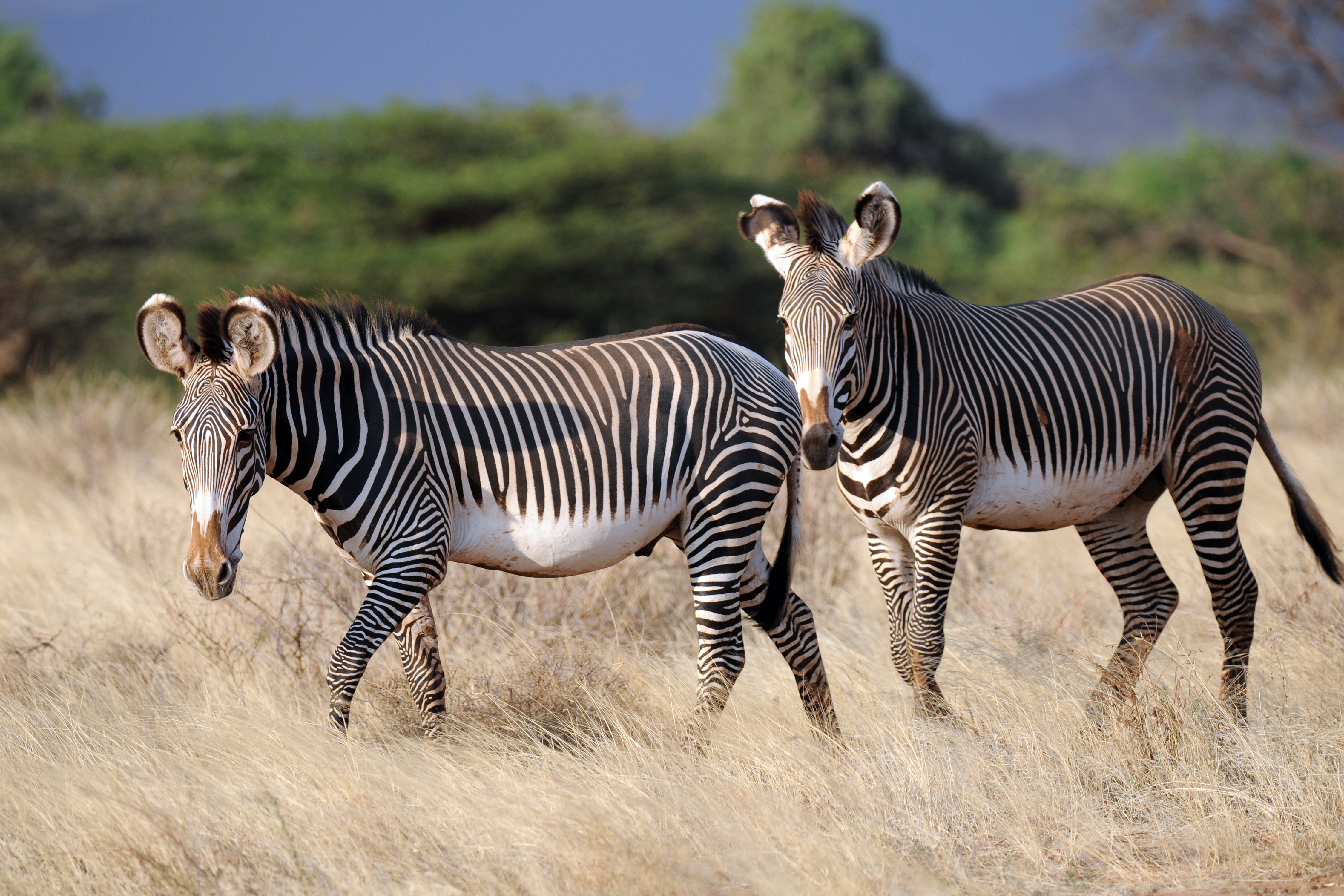 zebra wallpaper,zebra,terrestrial animal,mammal,wildlife,vertebrate