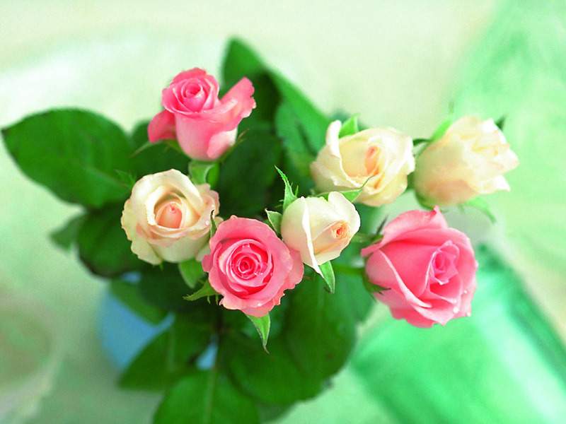 lovely flowers wallpaper,flower,flowering plant,pink,garden roses,rose