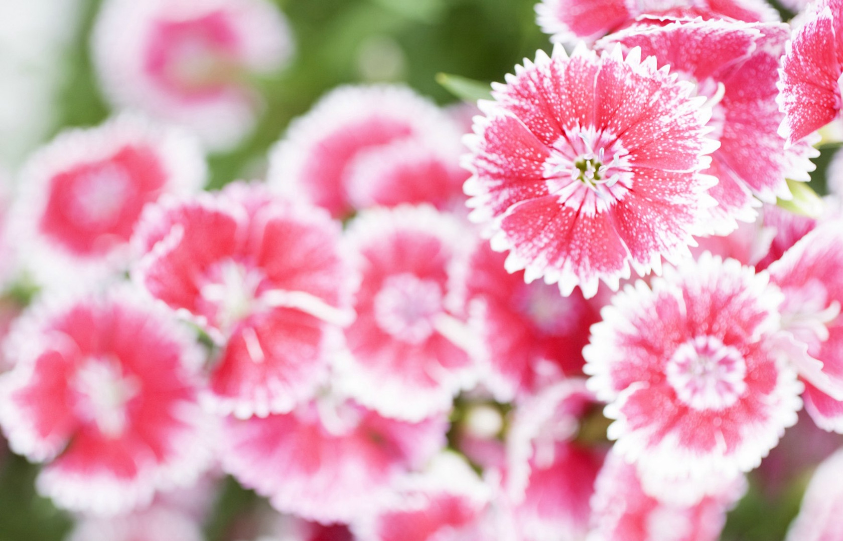 lovely flowers wallpaper,flower,flowering plant,pink,petal,plant