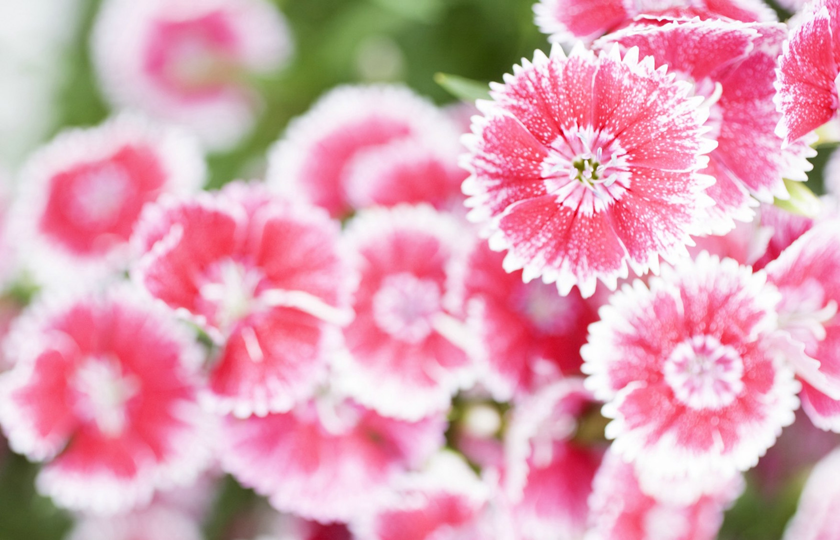 carta da parati adorabile dei fiori,fiore,pianta fiorita,rosa,petalo,pianta