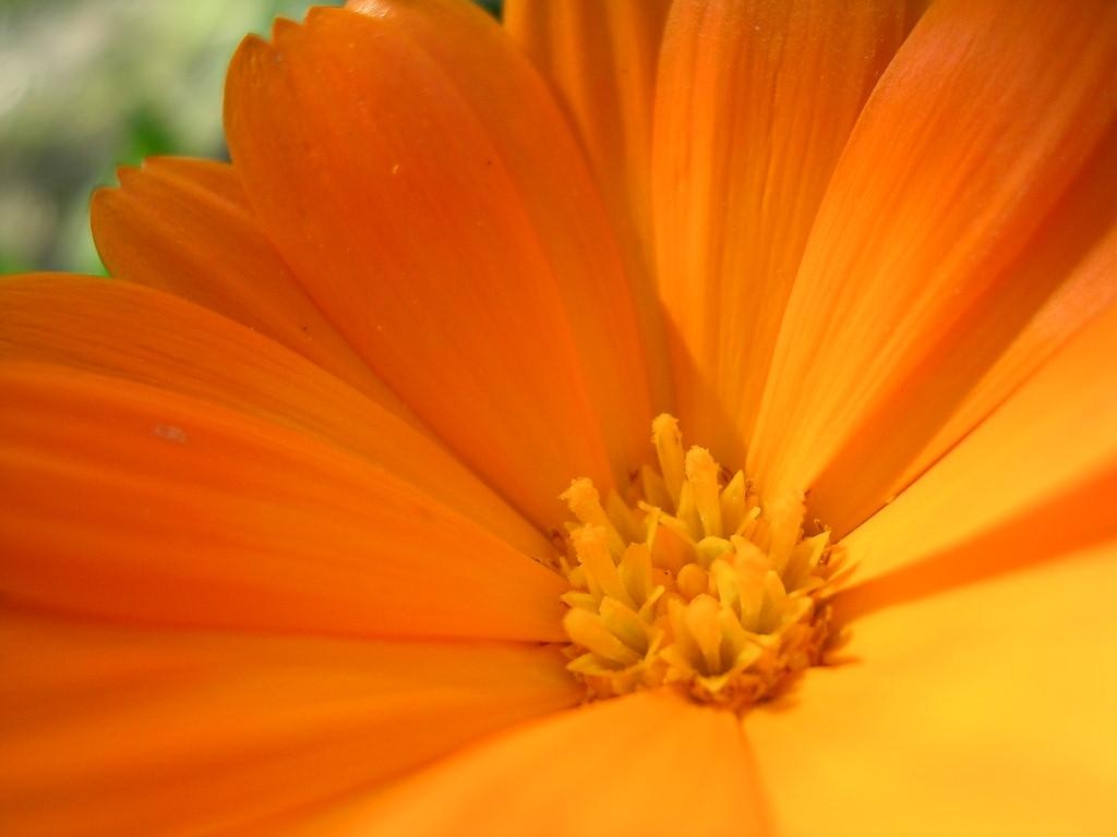 carta da parati adorabile dei fiori,petalo,arancia,fiore,calendula inglese,giallo