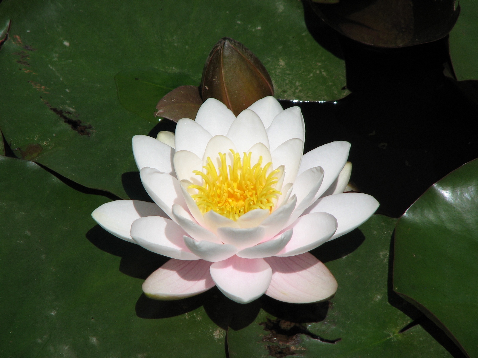 lovely flowers wallpaper,flower,fragrant white water lily,sacred lotus,aquatic plant,petal