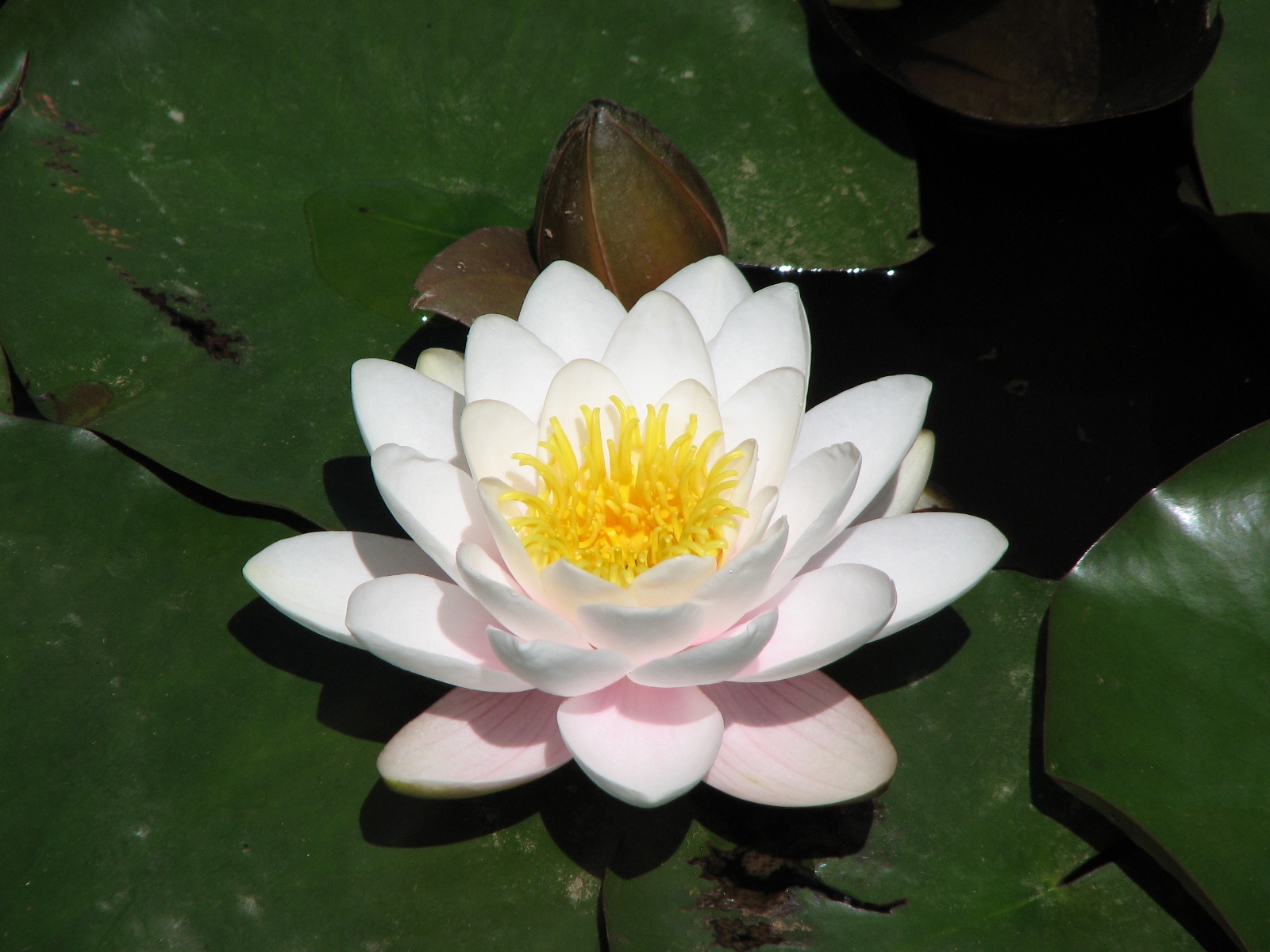 素敵な花の壁紙,花,香りのよい白い睡蓮,神聖な蓮,水生植物,花弁