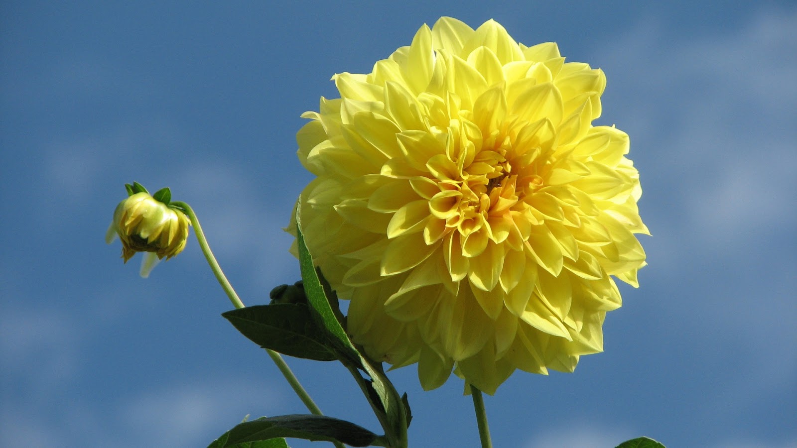 beau fond d'écran de fleurs,fleur,plante à fleurs,plante,jaune,pétale