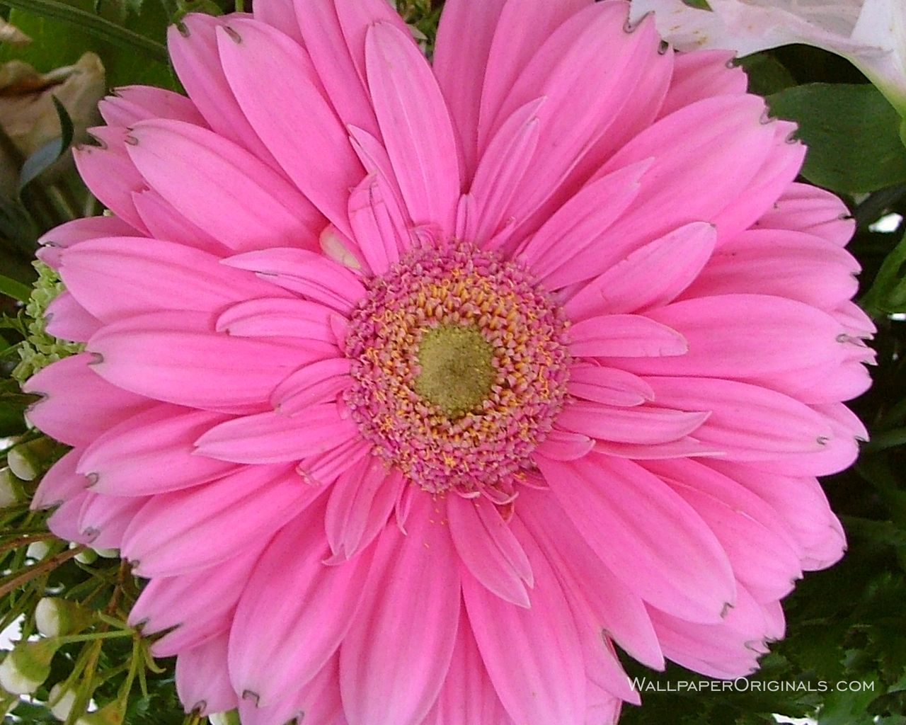 lovely flowers wallpaper,flower,flowering plant,barberton daisy,petal,gerbera