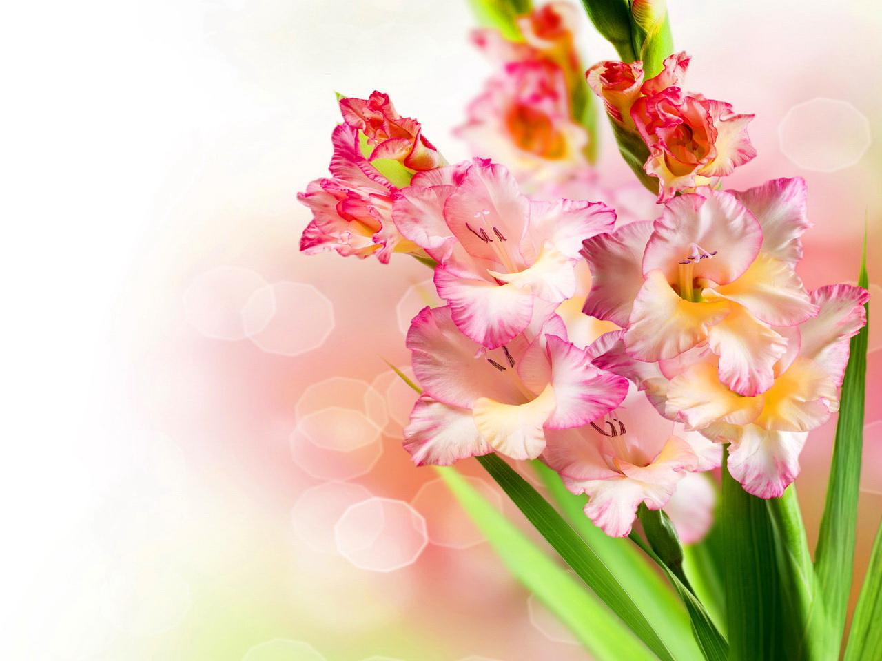 lovely flowers wallpaper,flower,flowering plant,plant,pink,gladiolus