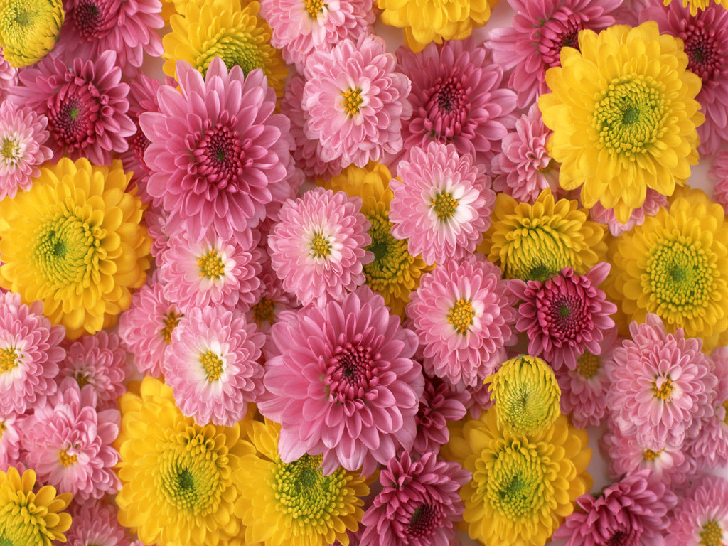 lovely flowers wallpaper,flower,flowering plant,plant,chrysanths,floral design