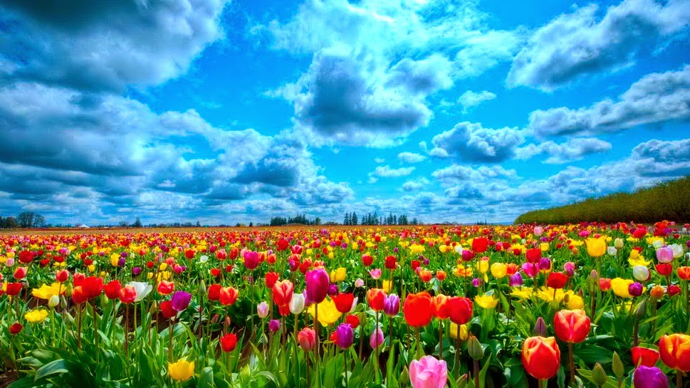 lovely flowers wallpaper,flowering plant,natural landscape,sky,flower,meadow