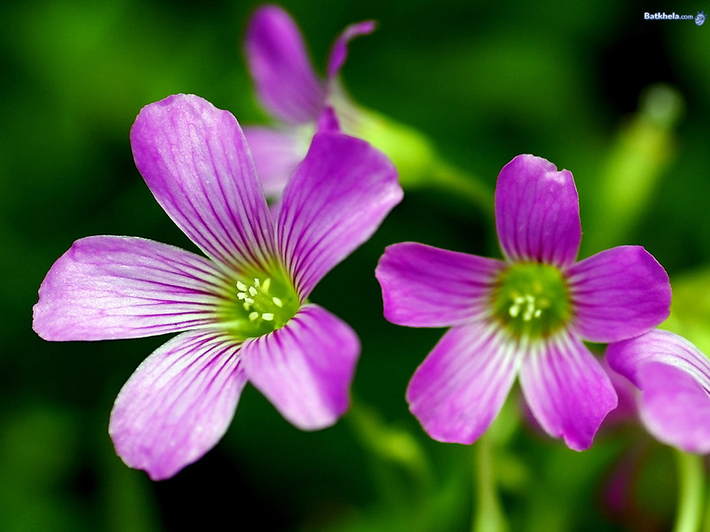 lovely flowers wallpaper,flowering plant,violet woodsorrel,flower,plant,petal