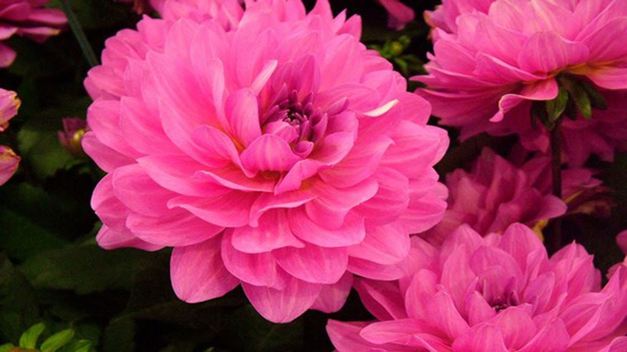 papel pintado de flores encantadoras,flor,planta floreciendo,pétalo,rosado,planta