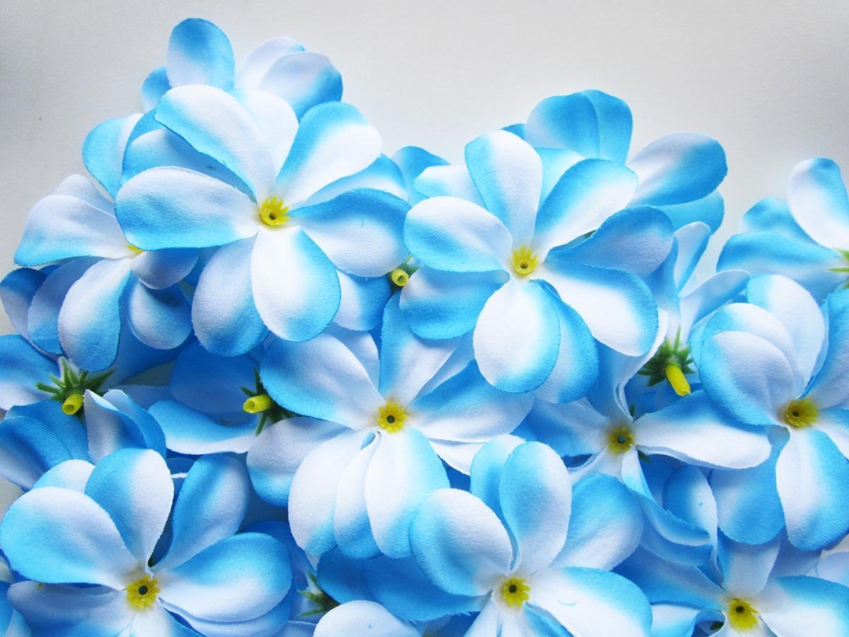 papel pintado de flores encantadoras,azul,flor,frangipani,pétalo,planta