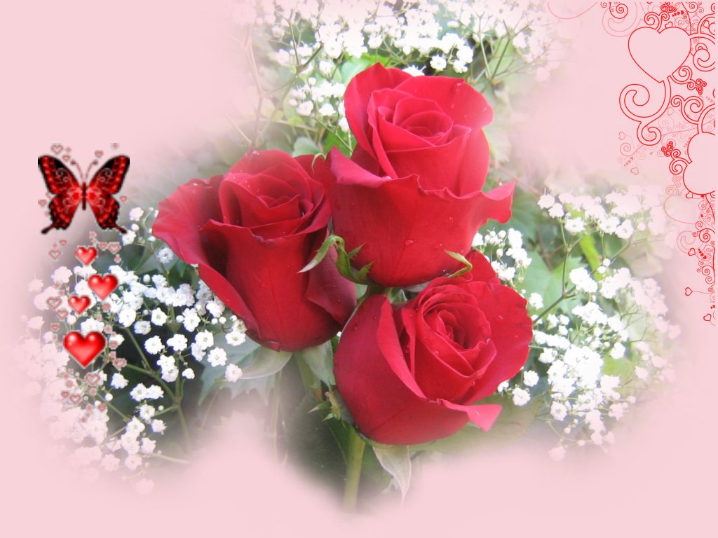 lovely flowers wallpaper,flower,garden roses,rose,bouquet,red