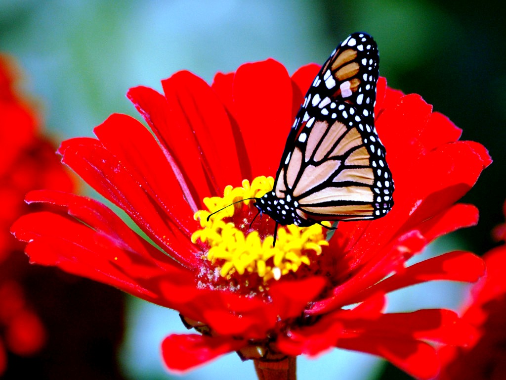 lovely flowers wallpaper,butterfly,monarch butterfly,cynthia (subgenus),insect,moths and butterflies