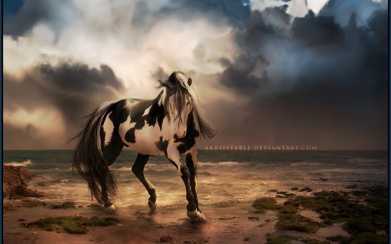 unusual wallpaper,horse,sky,mane,mustang horse,stallion