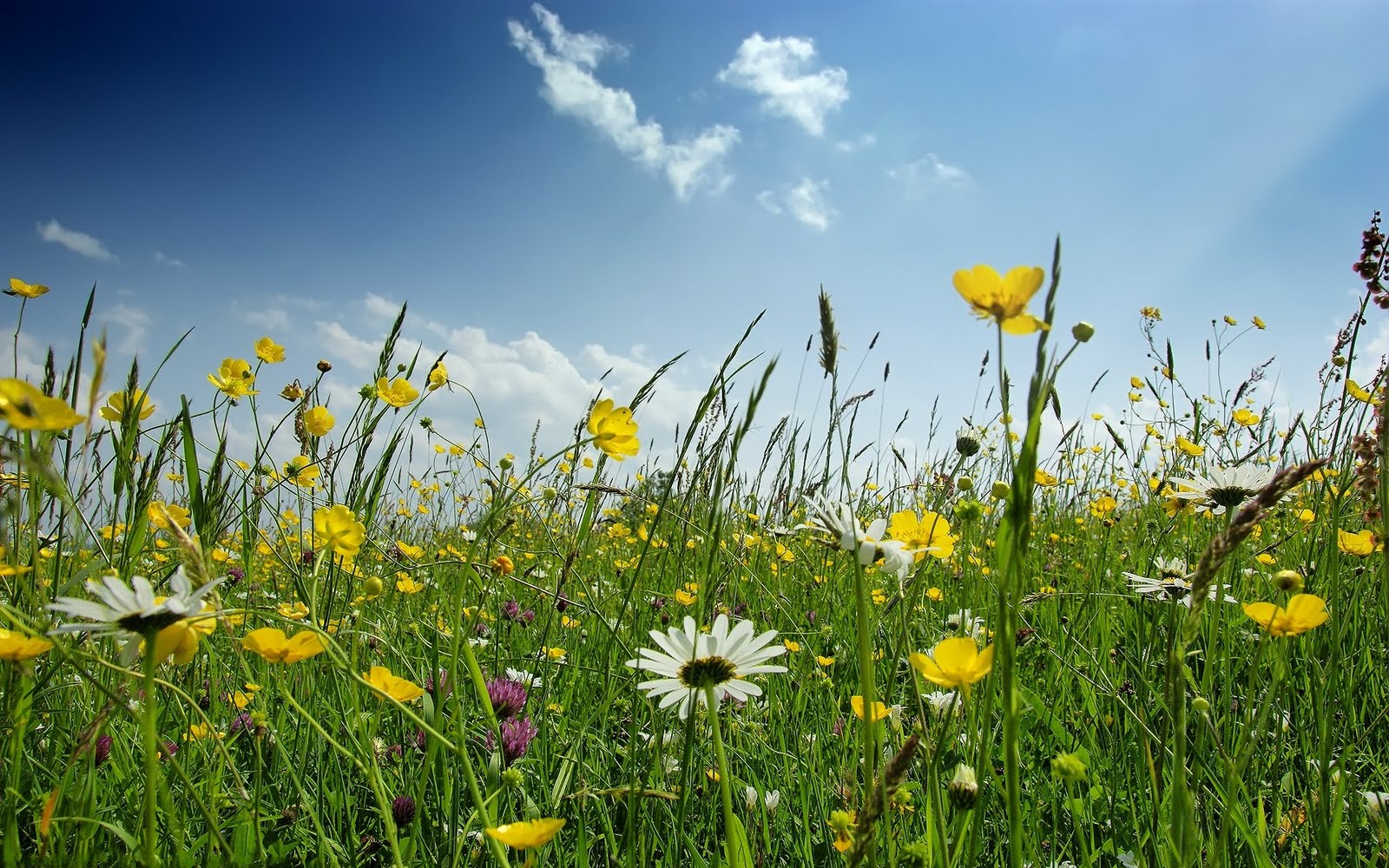 migliori sfondi floreali,prato,paesaggio naturale,fiore,natura,prateria