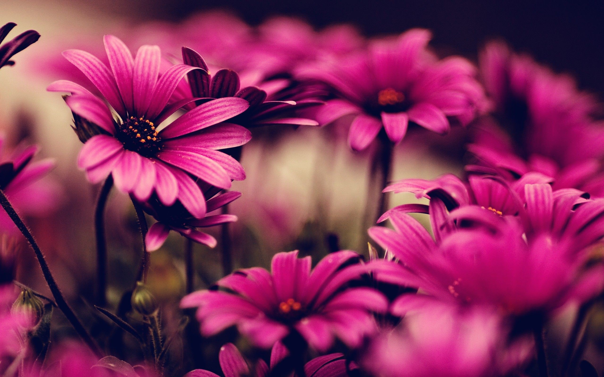 best flower wallpapers,flower,petal,pink,nature,barberton daisy