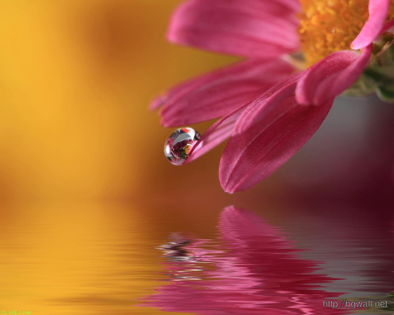 best flower wallpapers,petal,water,macro photography,nature,pink