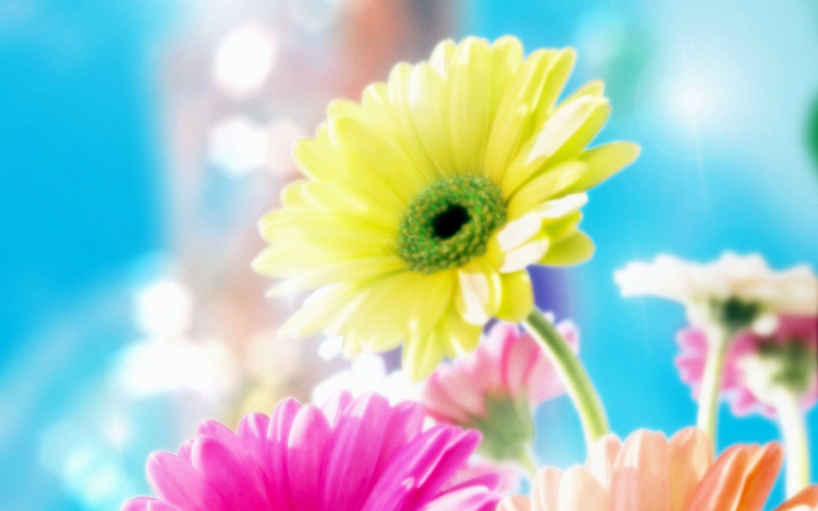 best flower wallpapers,flower,flowering plant,petal,gerbera,barberton daisy