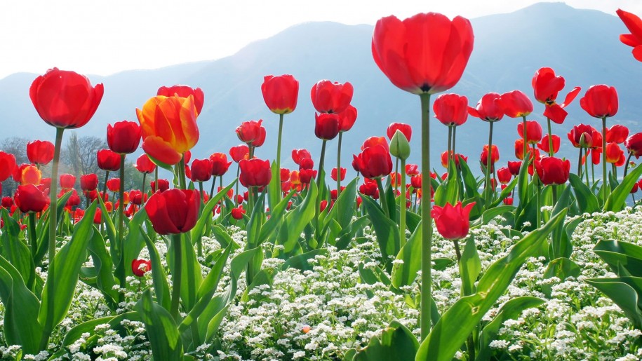 最高の花の壁紙,花,開花植物,工場,花弁,チューリップ