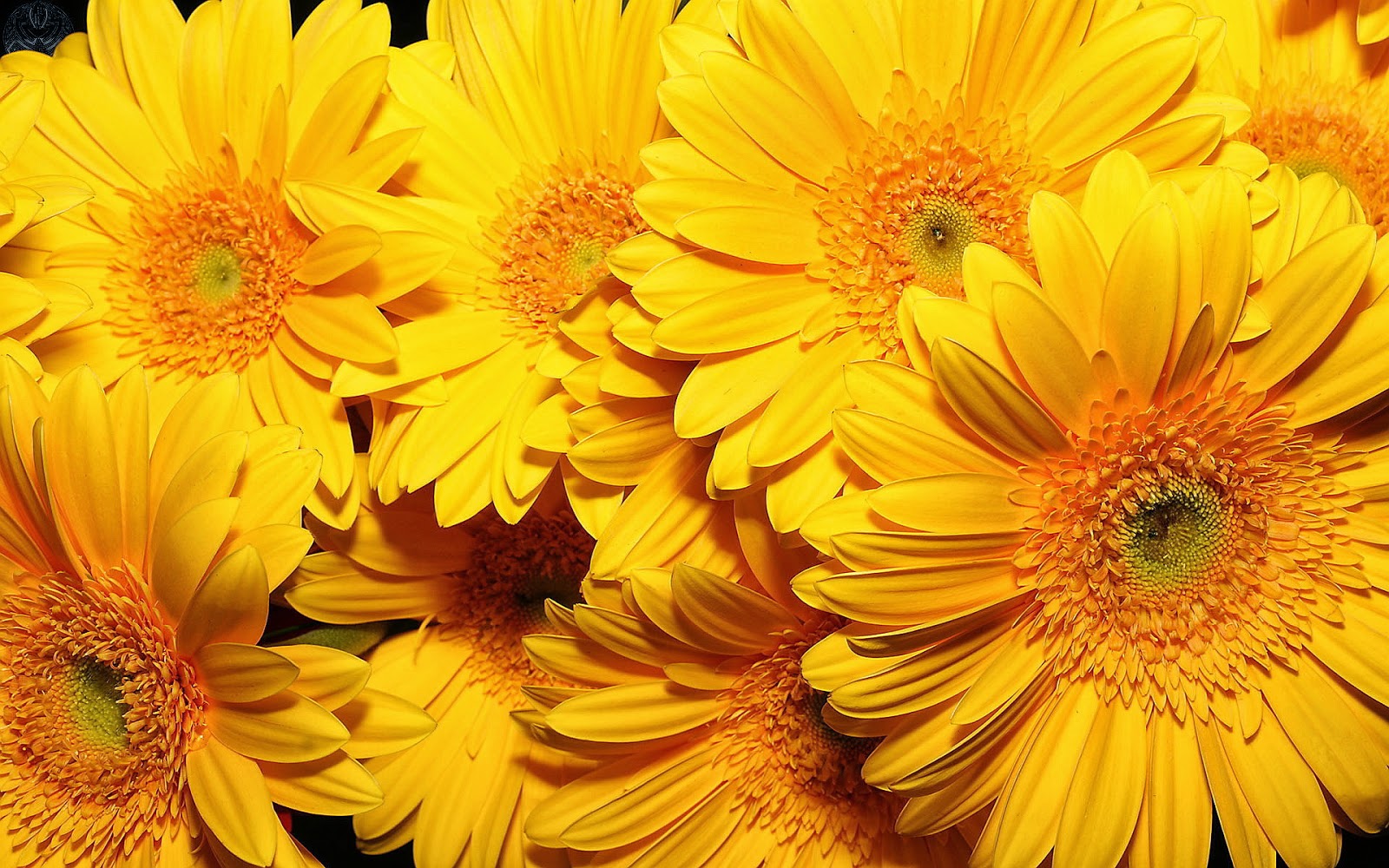 best flower wallpapers,flower,flowering plant,barberton daisy,gerbera,yellow