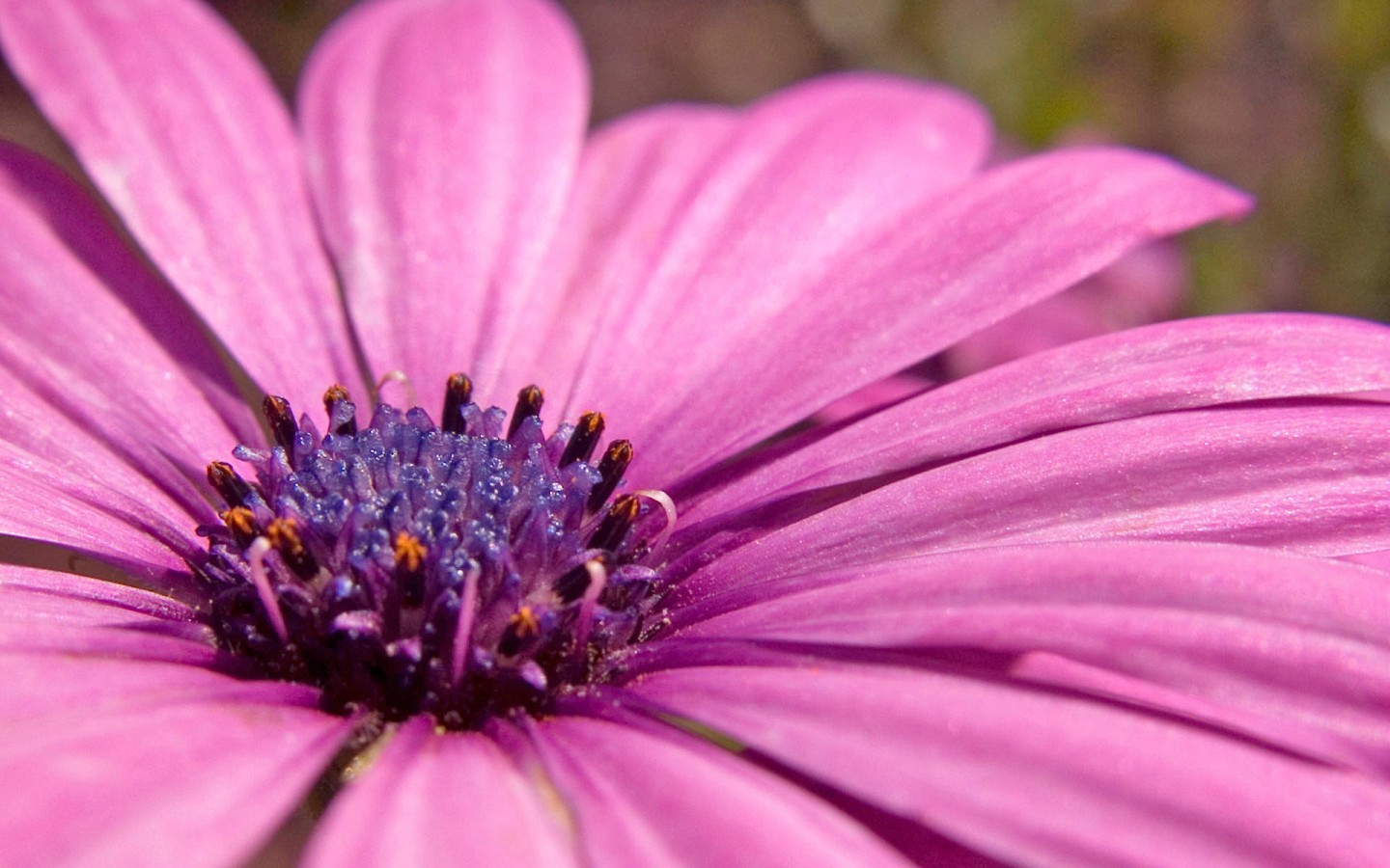 pink flower wallpaper,flowering plant,petal,flower,african daisy,pink