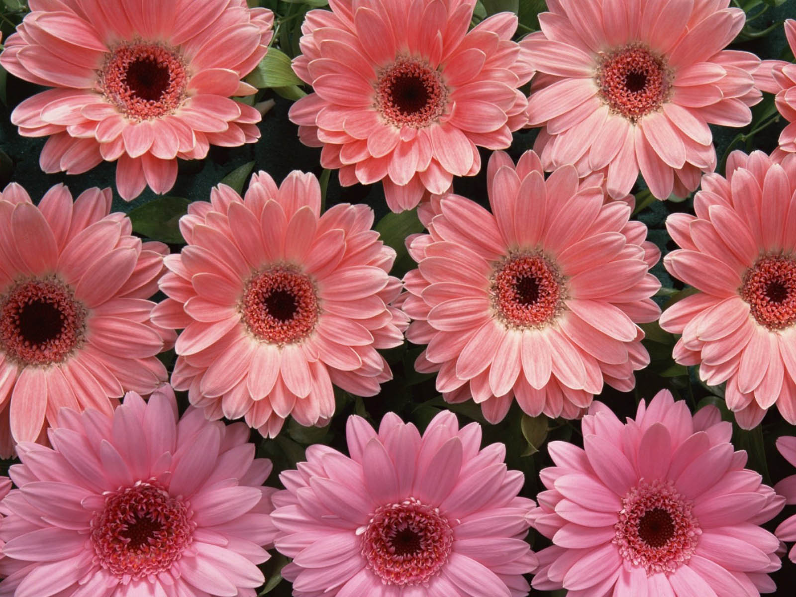 pink flower wallpaper,flower,flowering plant,barberton daisy,gerbera,petal