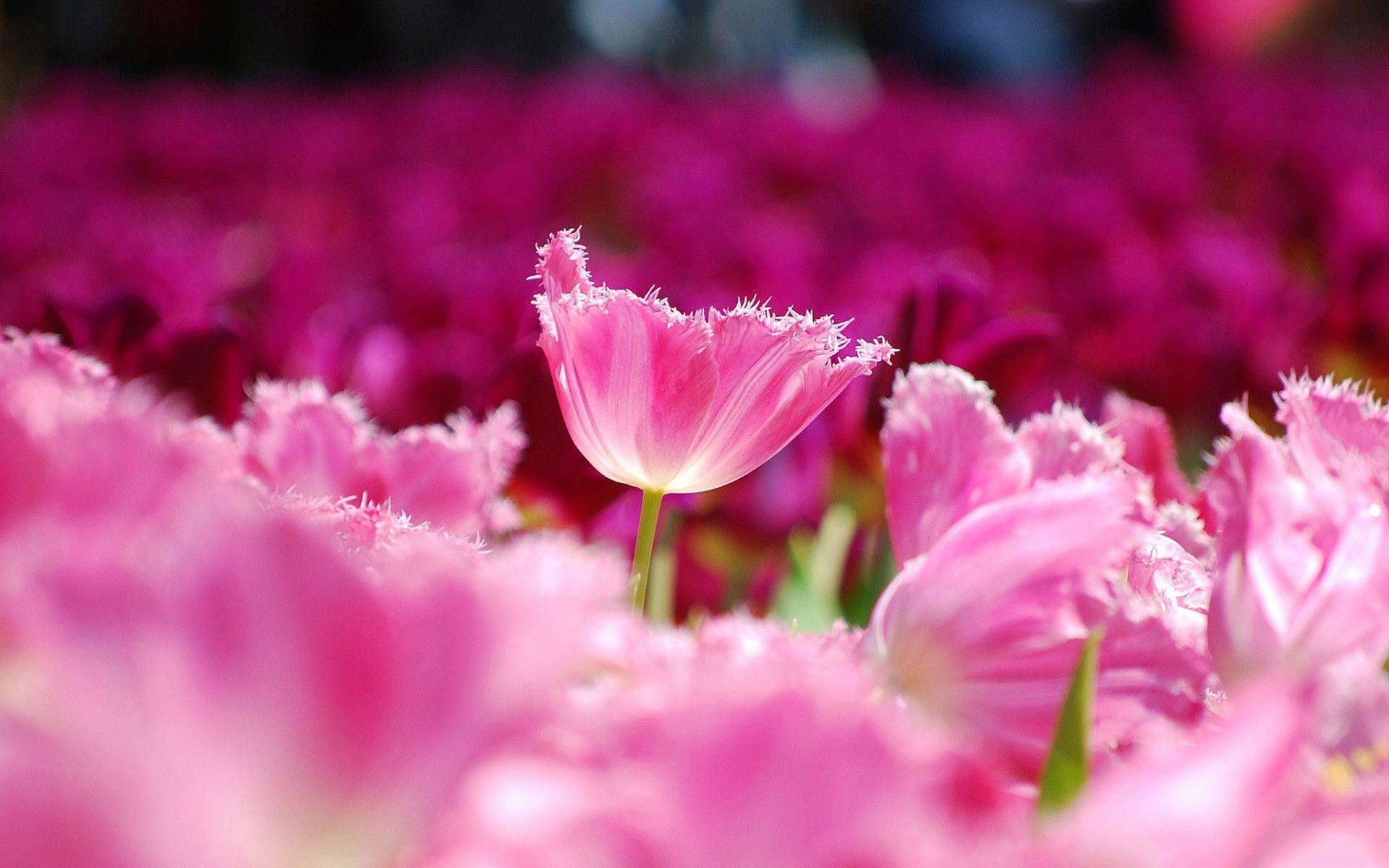 ピンクの花の壁紙,花,開花植物,ピンク,花弁,工場