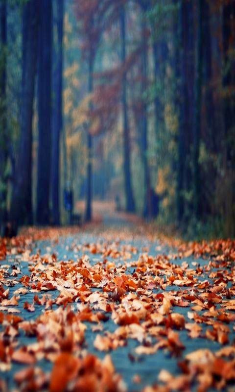 mejores fotos de fondo de pantalla,paisaje natural,naturaleza,hoja,árbol,otoño