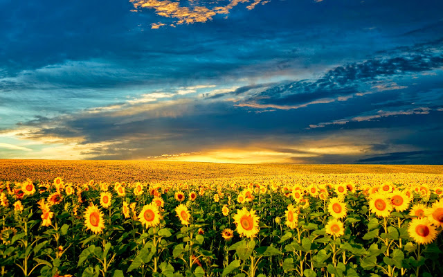 sfondo del desktop del pc,cielo,campo,natura,paesaggio naturale,fiore