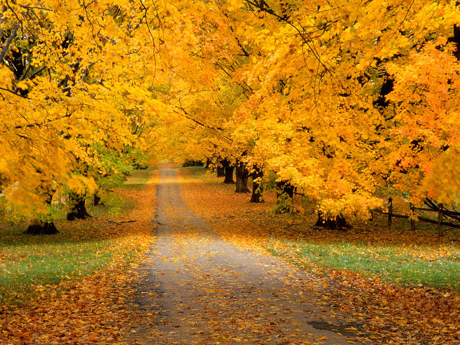 schöne tapete hd,baum,natürliche landschaft,natur,blatt,herbst