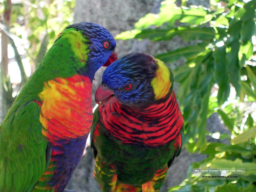 sehr schöne tapete,vogel,ara,lorikeet,papagei,sittich