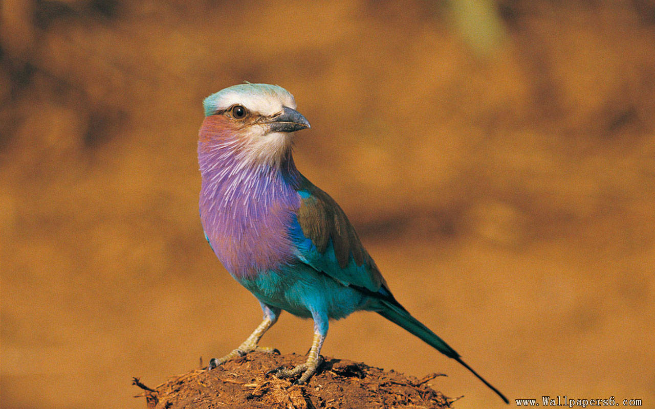 très beau fond d'écran,oiseau,rouleau,oiseau bleu,faune,geai